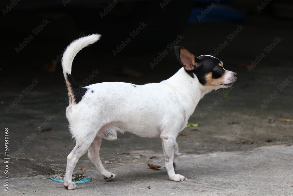 Chihuahua white dog not looking the camera Chihuahua white dog not looking the camera