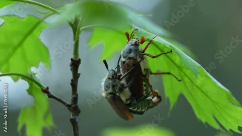 Adult Cockchafer (Melolontha melolontha) reproduction coitus in spring on the green oak leaf 4k