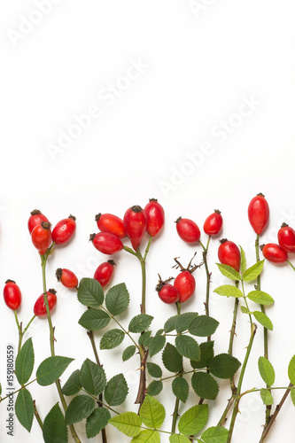 bunch of fresh dog rose on white background. Different types Rosa canina hips - selective focus. room for text 