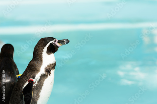 Fototapeta Naklejka Na Ścianę i Meble -  ペンギン