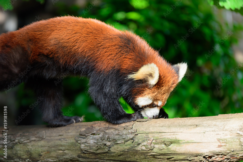 Fototapeta premium 笹を食べるレッサーパンダ