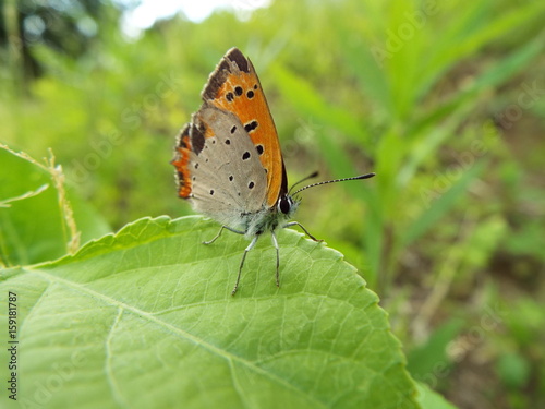 ベニシジミ orange butterfly