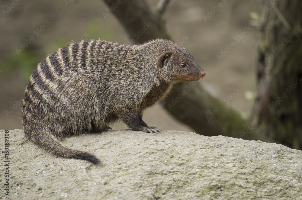 banded mongoose banded mongoose