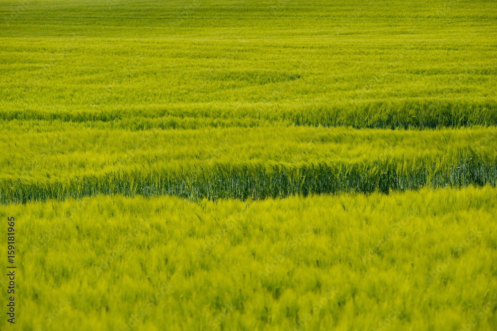 a green cornfield in summer a green cornfield in summer