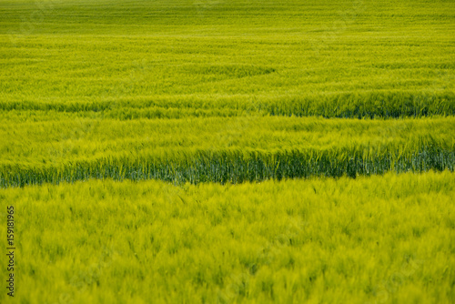 a green cornfield in summer