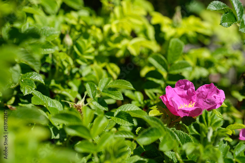 Magenta Blüte einer Hagebutte und grünes Laub photo