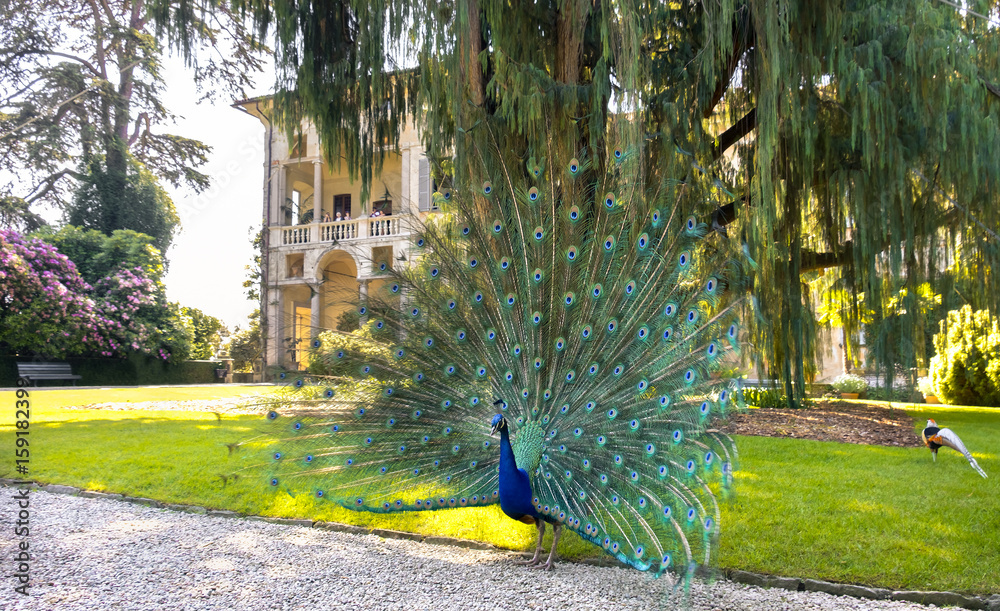 Obraz premium blue peacock tail under big kashmir cypress tree in Isola Madre (Mother Island) area in Stresa on lake Maggiore