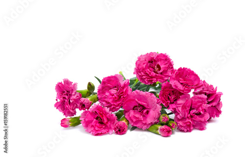 Bouquet of pink carnations (Dianthus caryophyllus) on white background with space for text