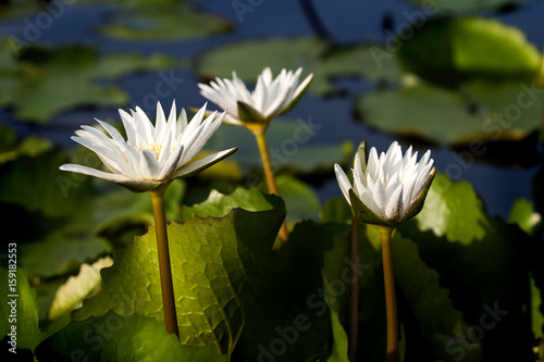 White Lotus flower or waterlily in lake (pond)