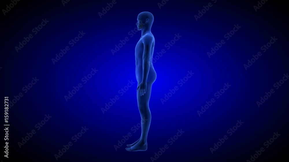 Human Anatomy Body 3D Scan render on blue background.- rotating seamless loop Human Anatomy Body 3D Scan render on blue background.- rotating seamless loop