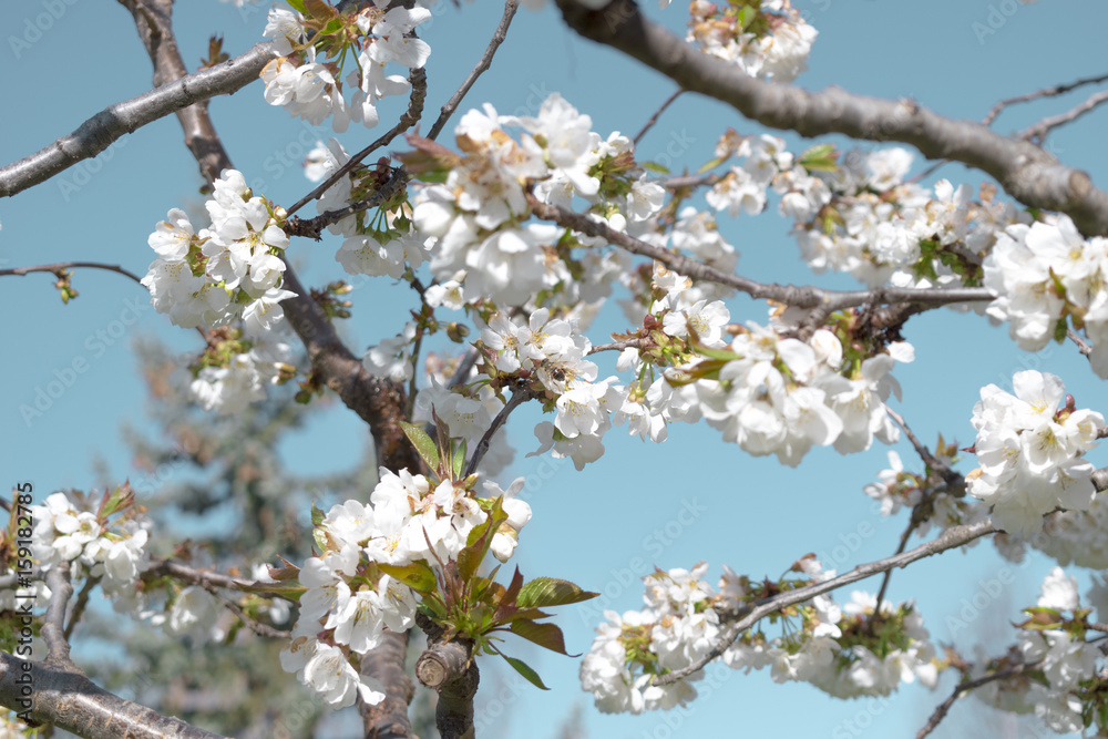 Flores de primavera