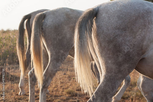 Quadro su tela horse tails