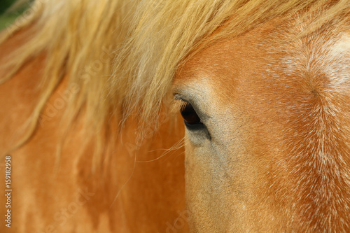 Beautiful horse s eye