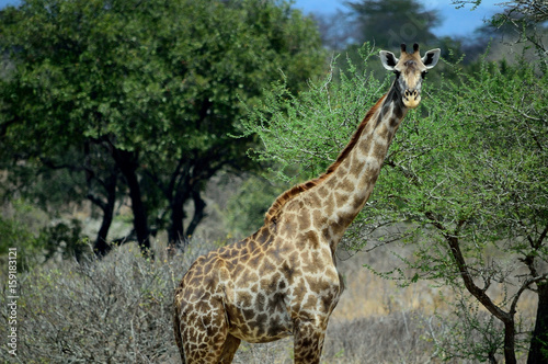 Photography Giraffe in profile