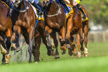 Horse Racing Closeup Animals Legs Hoofs Grass Track