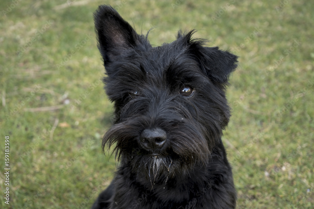 schnauzer schnauzer
