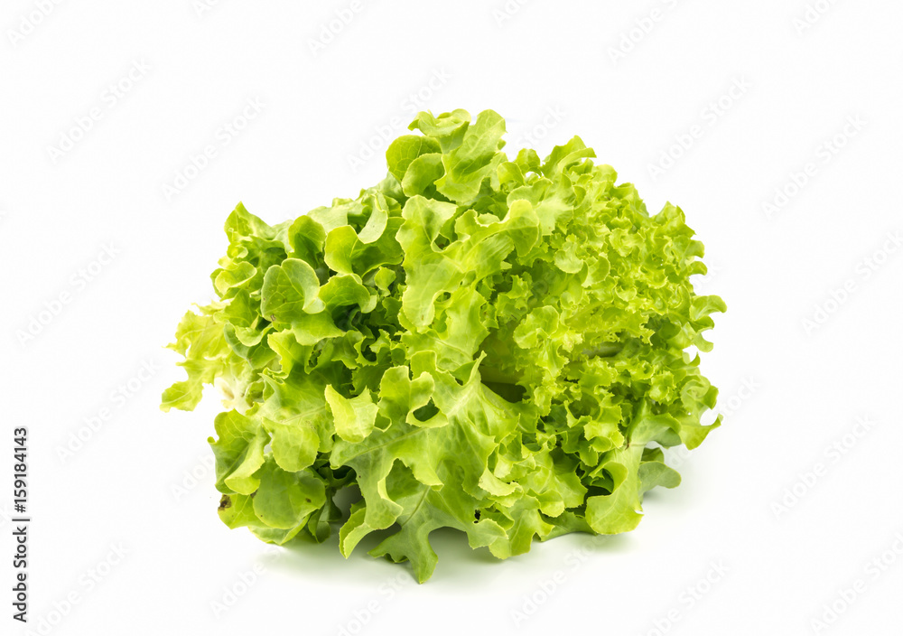 Green oak lettuce organic vegetable. Green oak lettuce organic vegetable.
