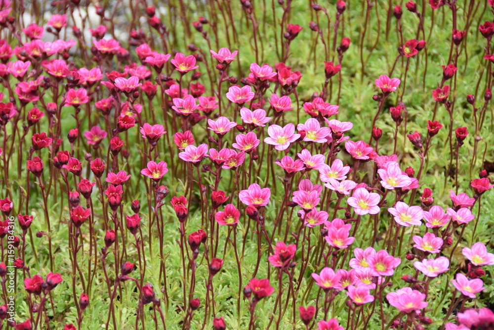Pink saxifrage Saksifraga Arendsii growing in a garden Pink saxifrage Saksifraga Arendsii growing in a garden