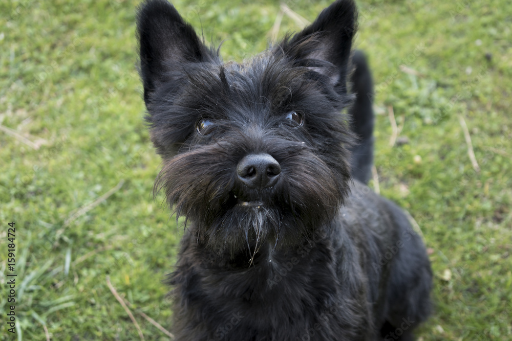 Schnauzer Schnauzer