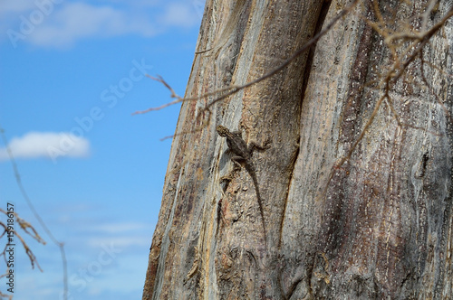 Gecko on a tree