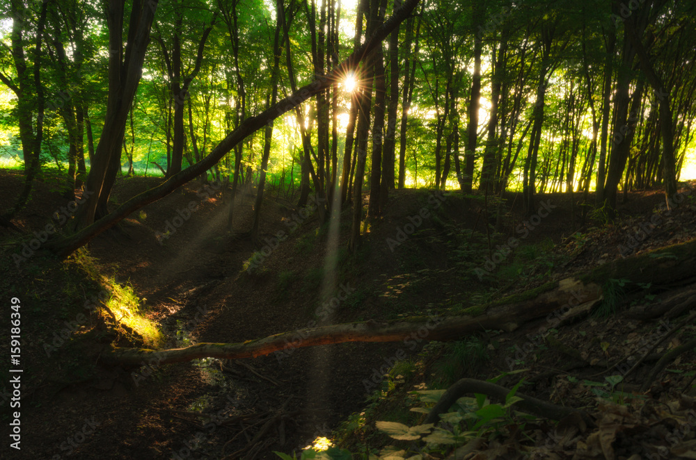 stunning light beams through trees in a forest in the morning stunning light beams through trees in a forest in the morning