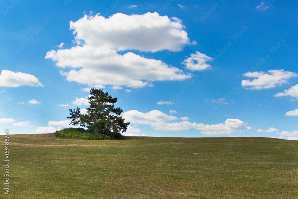 A lone tree on a meadow. Pine tree on the horizon against a blue sky. Summer day.