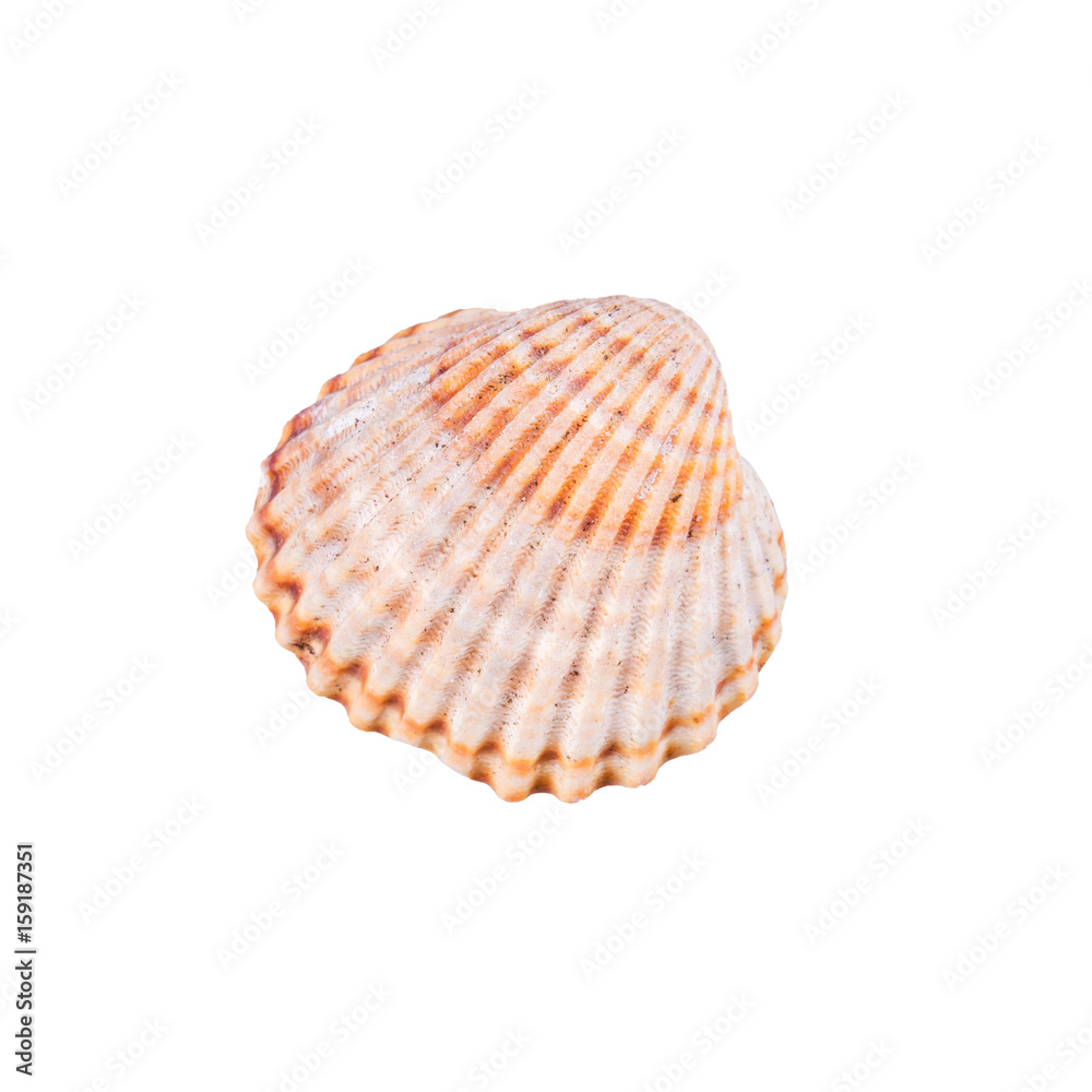 Sea shell on a white background Sea shell on a white background