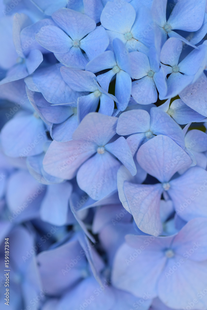Macro texture of blue colored Hydrangea flowers in vertical frame Macro texture of blue colored Hydrangea flowers in vertical frame