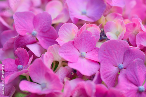 Summer background of purple colored Hydrangea flowers in horizontal frame