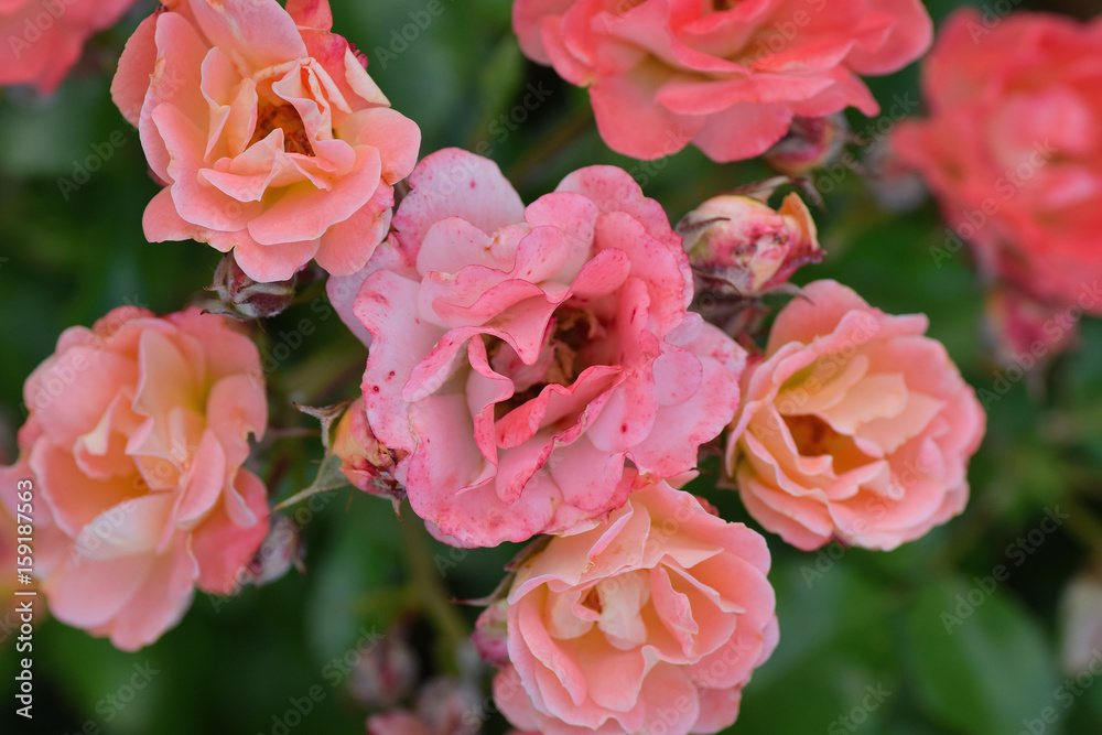 Summer background of vibrant pink colored Rose flowers in horizontal frame
