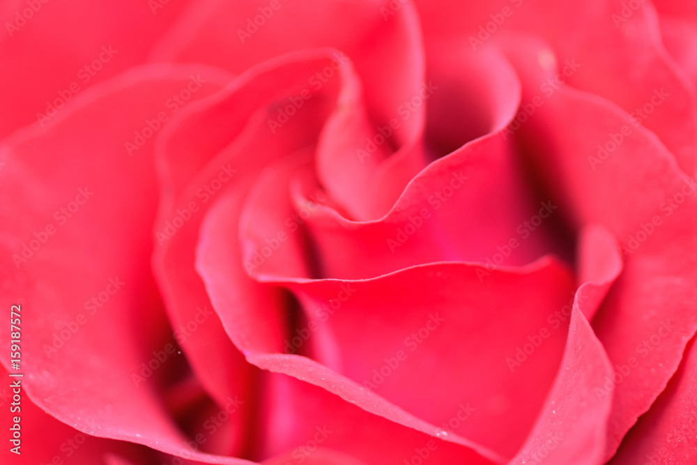 Macro details of vibrant red rose in horizontal frame Macro details of vibrant red rose in horizontal frame