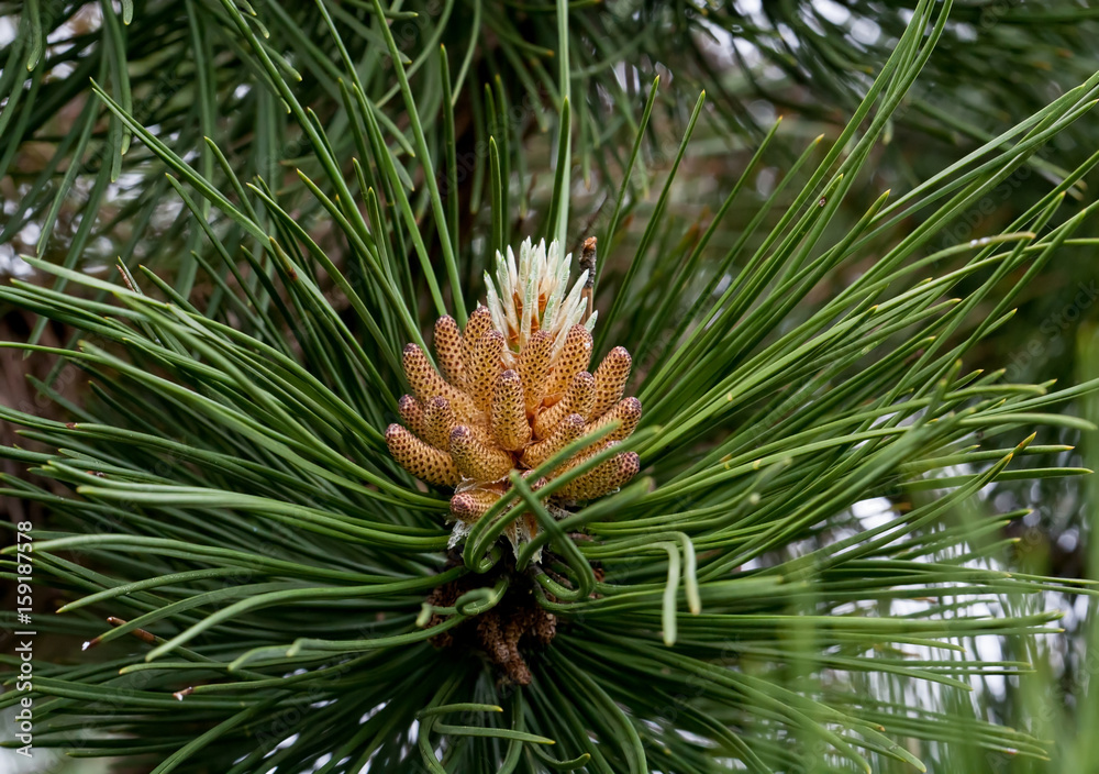 Russia, spring. The miracles that we don't notice... Flower pine is similar to pineapple. Scotch pine, (Pinus sylvestris Watereri), blooming male flowers. Russia, spring. The miracles that we don't notice... Flower pine is similar to pineapple. Scotch pine, (Pinus sylvestris Watereri), blooming male flowers.