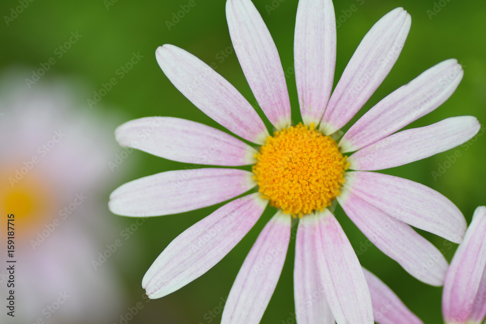 Macro texture of white Daisy flower petals in horizontal frame Macro texture of white Daisy flower petals in horizontal frame