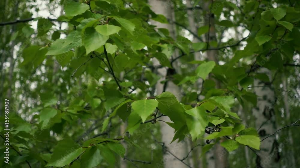 Green young birch branches in the wind in the park. Slow motion. Green young birch branches in the wind in the park. Slow motion.