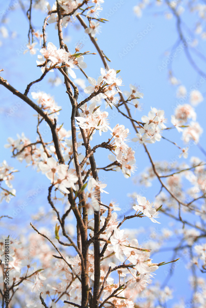 Kirschblüten im Frühling mit blauem Himmel