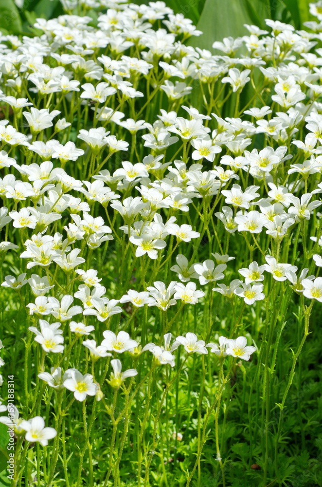 Blooming Saxifraga (lat. Saxifraga cespitosa) 