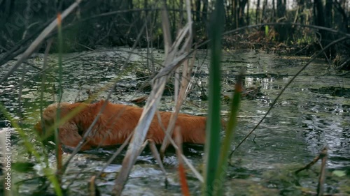 Ginger cocker spaniel looking for prey hunting in a dirty water swamp among trees and reeds glide cam 4k