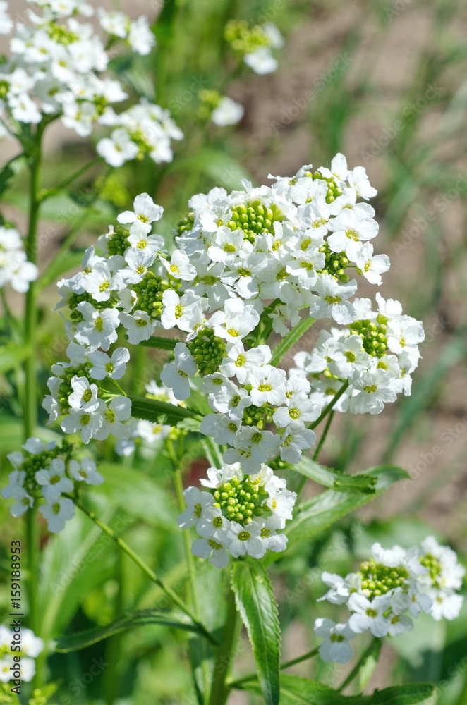 Blooming horseradish (lat. Armoracia rusticana) Blooming horseradish (lat. Armoracia rusticana)