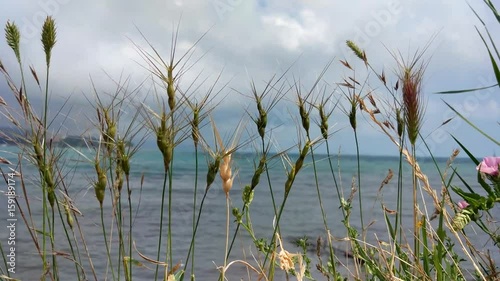 Close up view of grass on top of Dover white cliffs on a sunny summer day. Nature and background.
