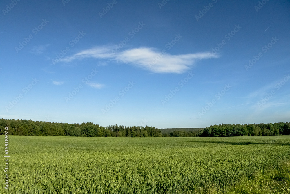 Fototapeta premium Cornfield