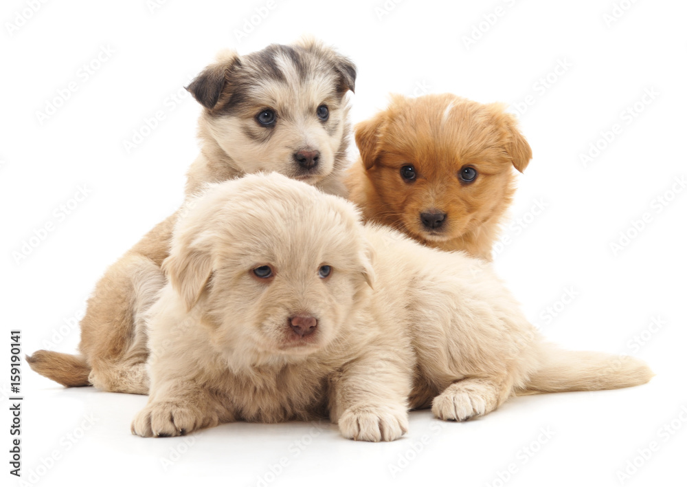 Three puppies. Three puppies.