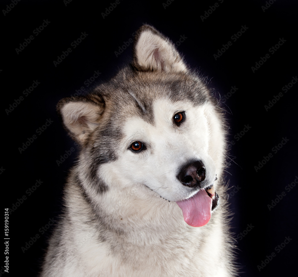 portrait of a dog breed Alaskan Malamute on a black background