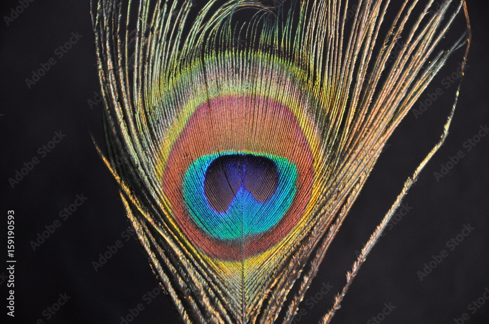 Obraz premium Pfauenfeder