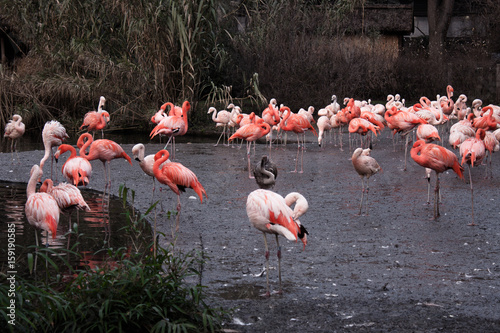 Photography Animals in the Prague Zoo, Prague, Czech Republic