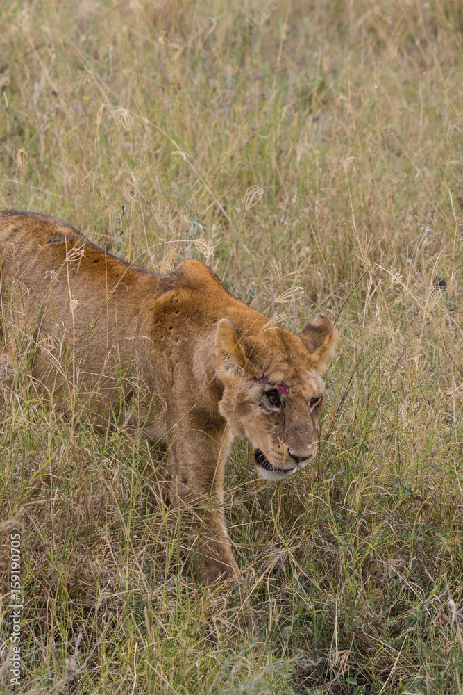 Wounded lion Wounded lion