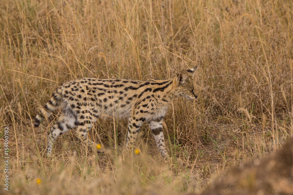 Naklejka premium Serval cat