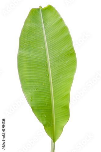 Tree Banana Leaf Isolated On White   clipping path