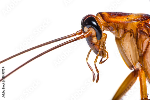 The close up photo of cockroach head isolated on white background.