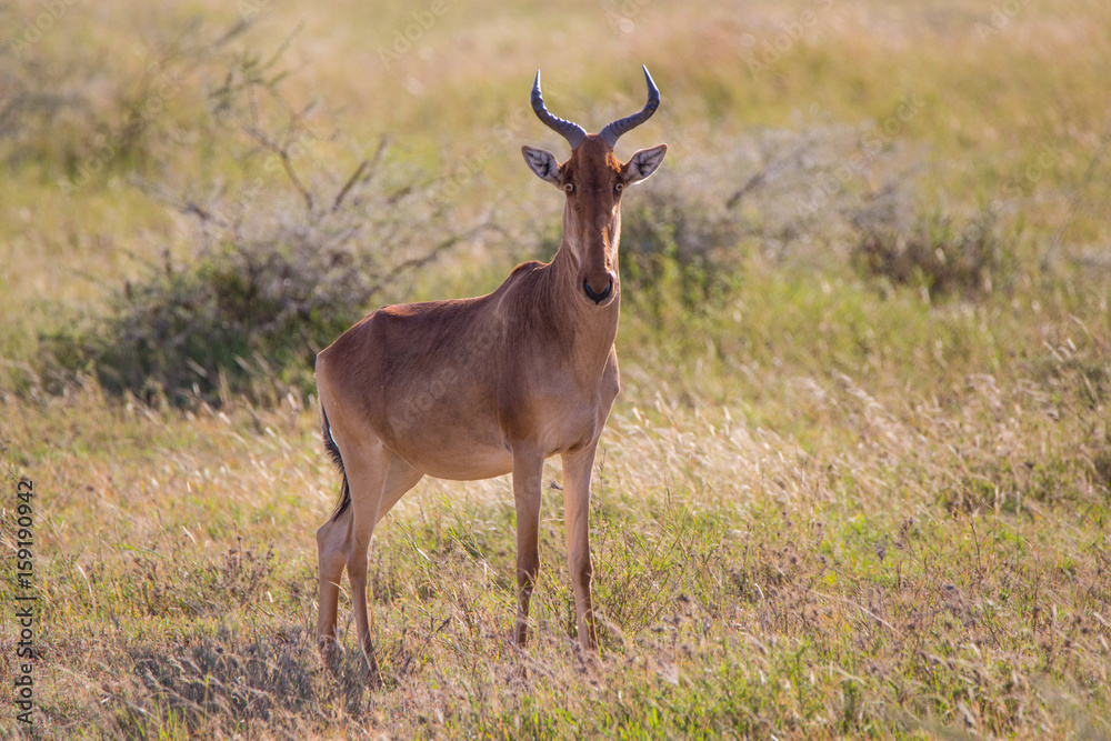 Gnu Gnu