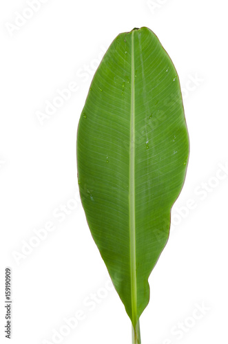 Tree Banana Leaf Isolated On White   clipping path